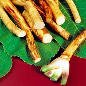 horseradish Hreanul, condimentul din natură